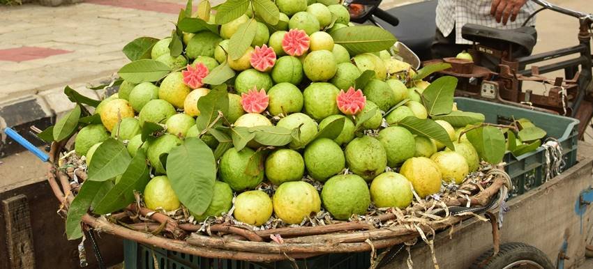 Guava Health Benefits
