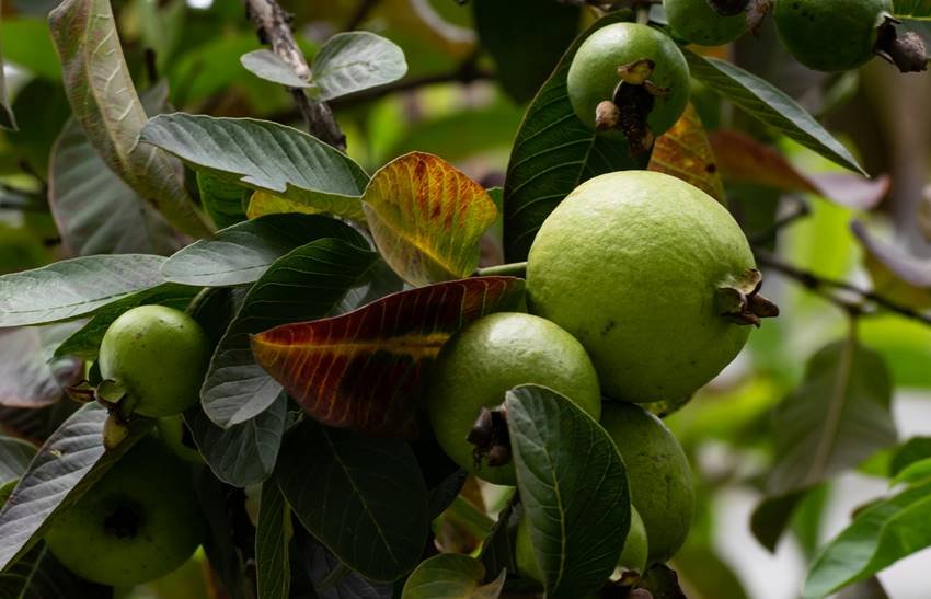 Guava for Diabetes