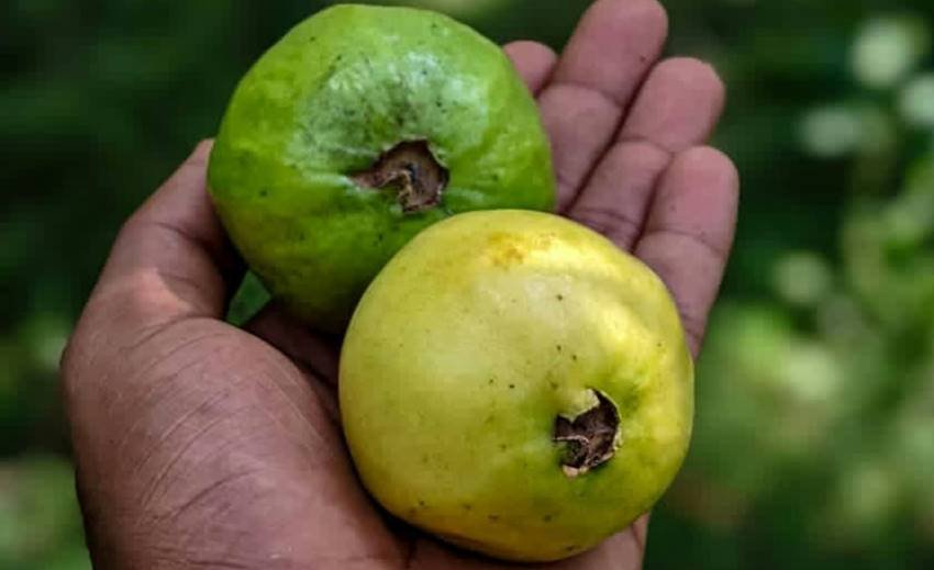 Guava for Health