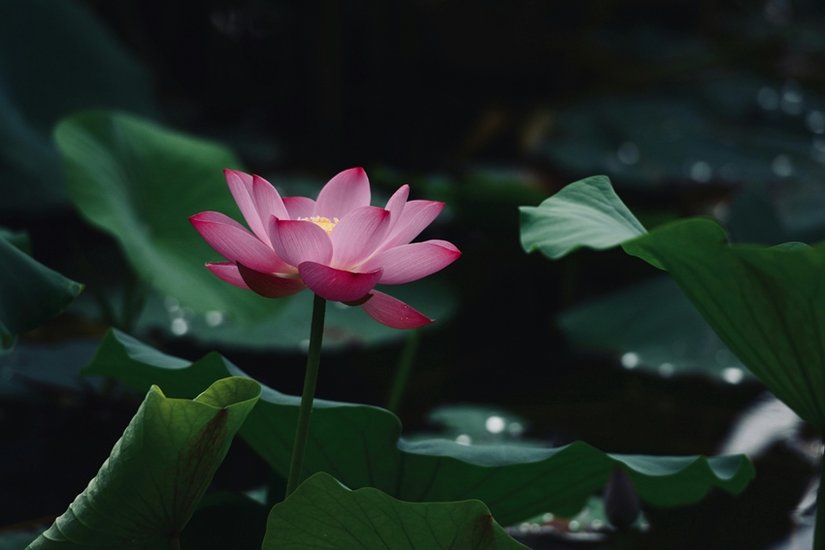 Lotus