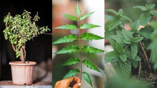 Medicinal leaves to lower high cholesterol levels naturally