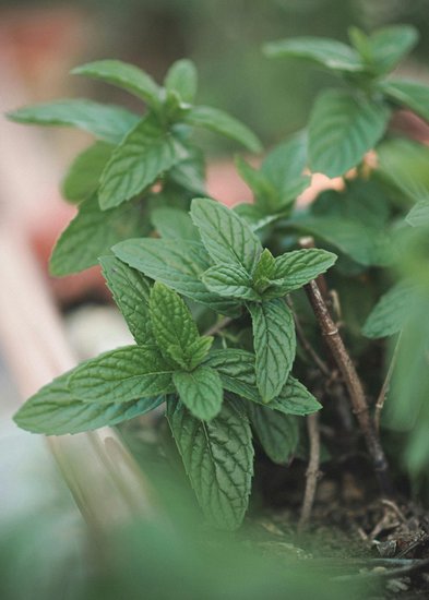 Mint