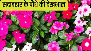 how to grow sadabahar plant at home