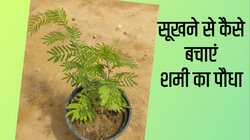 शमी के पौधे को कितनी धूप चाहिए? खाद से लेकर पानी तक जानें सबकुछ