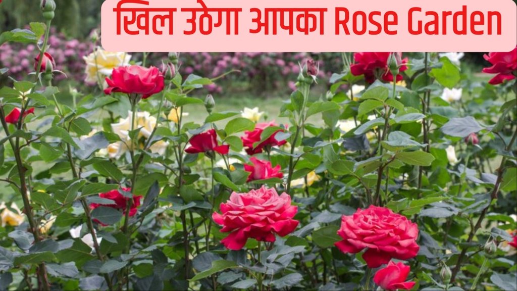 chai patti for rose plant how to use