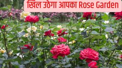 गुलाब के पौधे में चाय पत्ती डालने से क्या होता है? जानें ताकि सुर्ख लाल फूलों से भर आए आपका पौधा