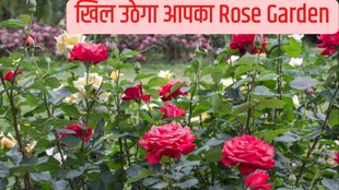 chai patti for rose plant how to use