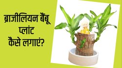 Brazilian lucky bamboo: लकी माना जाता है ये पौधा, जहां भी लगाएंगे अपने आप फैल जाएगा