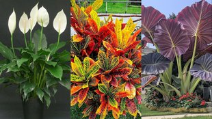 decorative leaves plants