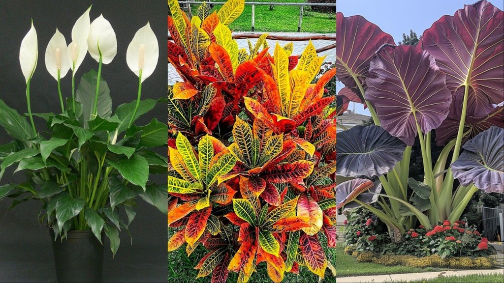 decorative leaves plants