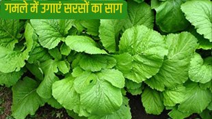 How to grow mustard seeds in pots