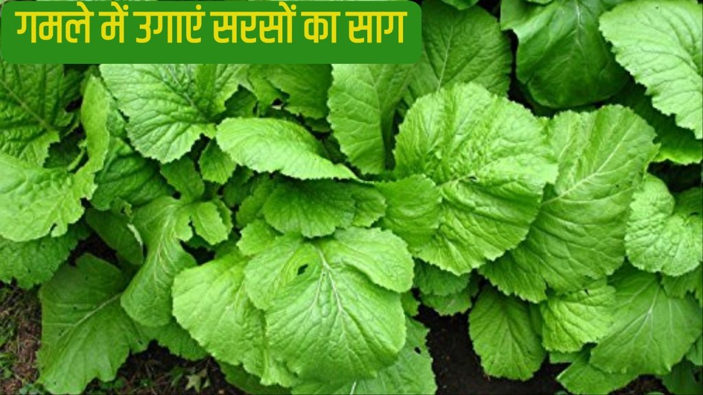 How to grow mustard seeds in pots
