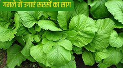 Gardening tips: सरसों का साग गमले में कैसे उगाएं? मात्र 24 दिनों में बुवाई से लेकर कटाई तक जानें सबकुछ