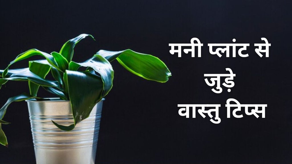 Money Plant Vastu Shastra, Money Plant Vastu Tips, Vastu Shastra, Vastu Tips for Money Plant, Money Plant Tips, Money Plant ken Liye Vastu Tips Money Plant Vastu Shastra, Money Plant Vastu Tips, Vastu Shastra, Vastu Tips for Money Plant, Money Plant Tips, Money Plant ken Liye Vastu Tips