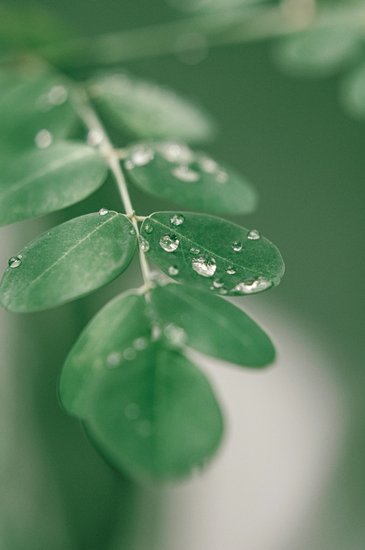 Moringa Leaves