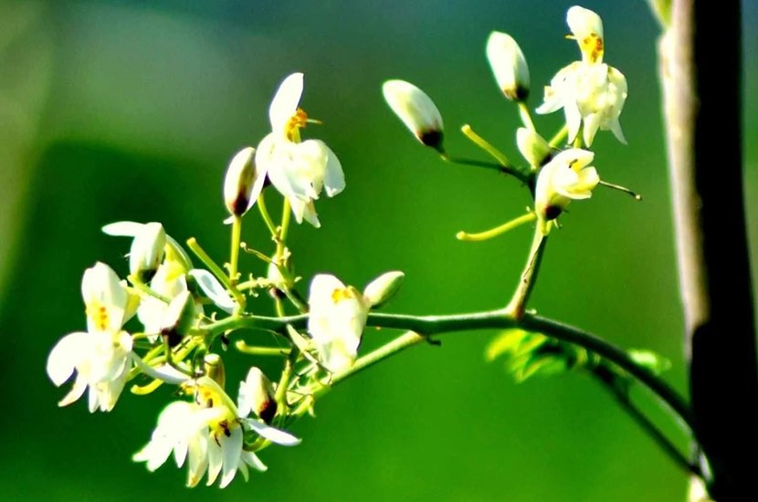 Moringa flower