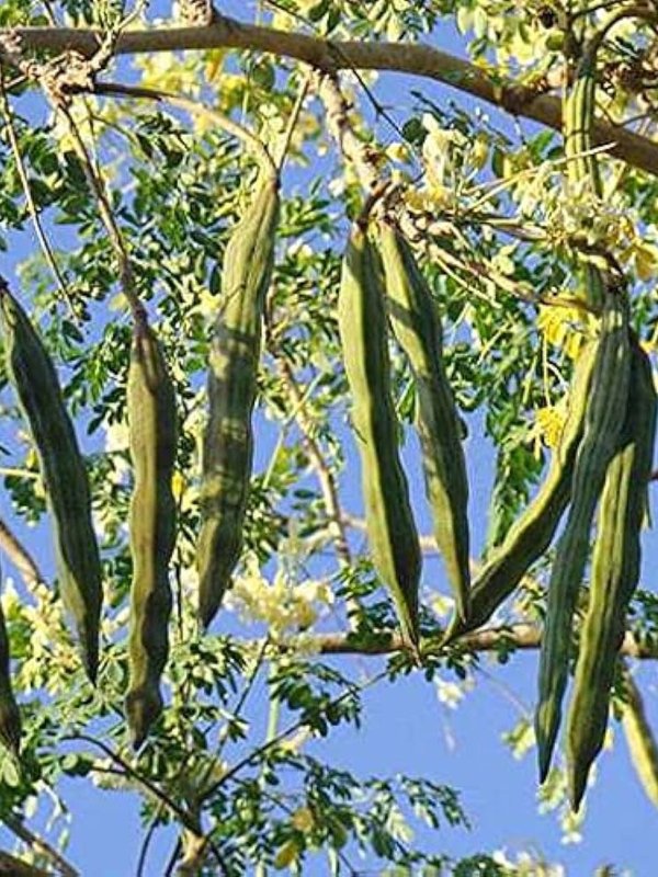 Moringa for diabetes