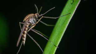 Natural mosquito repellents
