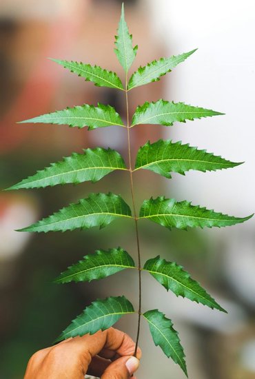 Neem Leaves