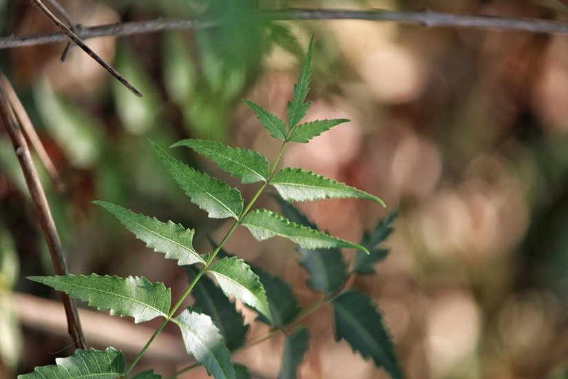 Neem for hair care