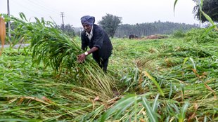 PM KISAN, PM KISAN SAMMAN NIDHI, PM KISA News