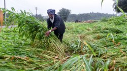 PM KISAN: क्या बंटाईदार किसानों को भी मिलेगा पीएम किसान योजना का लाभ? सरकार ने राज्यसभा में दिया यह जवाब