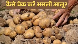 Identification Real And Fake Potato । Potato Real or Fake। Potato