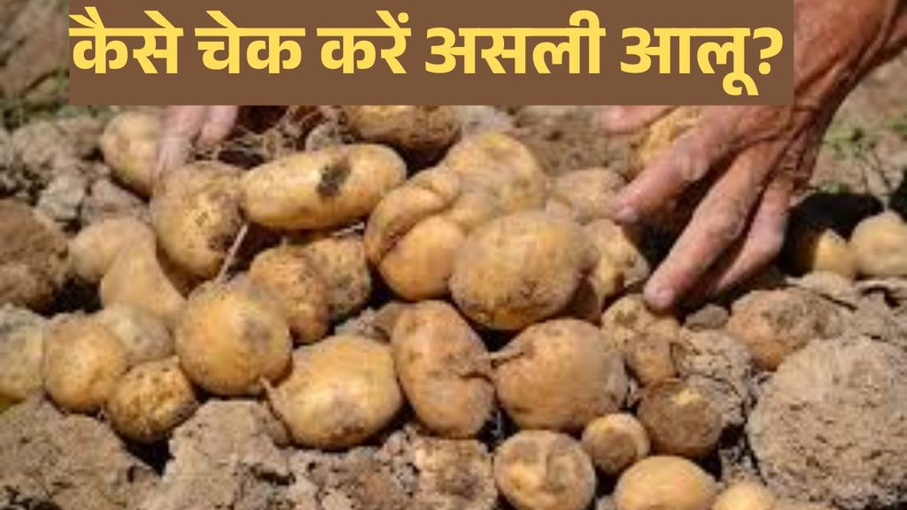 Identification Real And Fake Potato । Potato Real or Fake। Potato