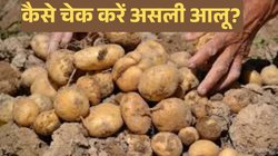 मार्केट में आ गया है नकली आलू, खरीदते समय हो जाएं सावधान; इस तरह कर लें आसानी से चेक