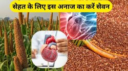 गेहूं नहीं… शुगर और हड्डियों के लिए चमत्कारी है ये अनाज, 3 बीमारियां भी जाएंगी निपट, बस इस तरह करें सेवन
