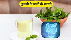 शरीर के अंग-अंग से बैड बैक्टीरिया को छानकर बाहर निकाल देगा तुलसी का पानी, सेहत को मिलेंगे कमाल के फायदे, एक्सपर्ट से जानिए