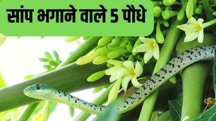 Which plants will keep snakes away