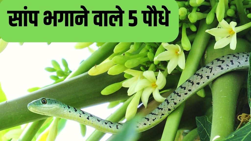 Which plants will keep snakes away