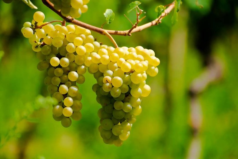Which Fruits Should not Be Consumed in Winter