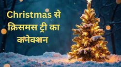 इस झाड़ीदार पेड़ का क्या है क्रिसमस से कनेक्शन? घर पर इस तरह आसानी से लगाएं Christmas Tree