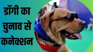 amritsar municipal election| dog nomination|