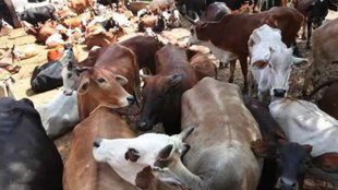 beef ban| goa beef| beef shortage