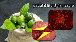 इस पेड़ के फल और पत्तियों में छिपा है सेहत का खजाना, पाचन से लेकर BP तक सब हो जाएगा ठीक, बस इस तरह करें सेवन