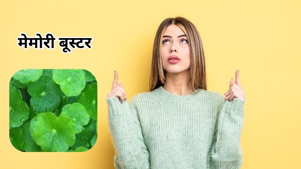 benefits of Saraswati Leaf: सरस्वती का पौधा स्वास्थ्य के लिए बहुत ही उपयोगी