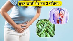 शरीर से सारी साइलेंट किलर बीमारियों का करना है अंत तो रोज सुबह खाली पेट चबा लें ये पत्ता, शुगर-BP भी रहेगा कंट्रोल