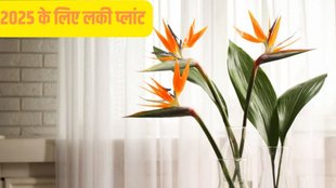 bird of paradise trending lucky plant for new year 2025
