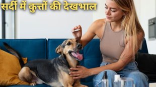dog care। Pet Dog Winter Care। Pet Dog Care