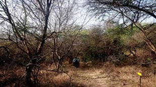 UP news| bahraich| forest