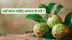 Guava Leaves Benefits: अमरूद के पत्तों को रोजाना चबाया जाए तो सेहत पर कैसा होता है असर, एक्सपर्ट से जानिए