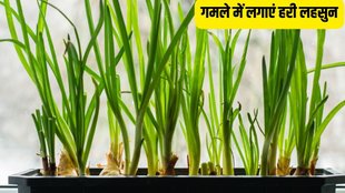 How To Grow Green Garlic