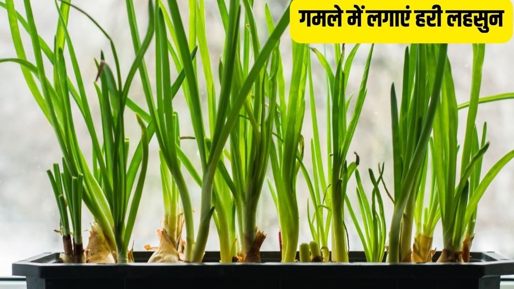 How To Grow Green Garlic