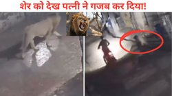 बाइक पर जा रहे थे पति-पत्नी, अचानक शेर ने रोक लिया रास्ता, हसबैंड को वहीं छोड़ बीवी ने किया ‘गजब’ का काम, हो गया Viral