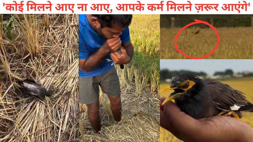 Bird, Injured Bird, Viral Video, Man, Woman