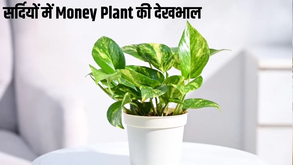 Money plant care tips
