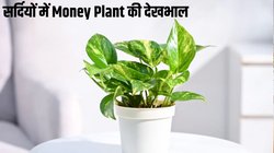 सर्दियों में मनी प्लांट की देखभाल कैसे करें? हरा भरा रखने के लिए ध्यान रखें बस इन 3 बातों का